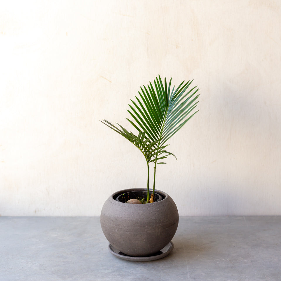 ソテツ / Cycas revoluta