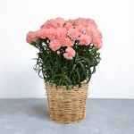 【5/7(火)〜5/12(日)お届け】Mother's gift flower 2024 -カーネーション ピンクの花鉢-