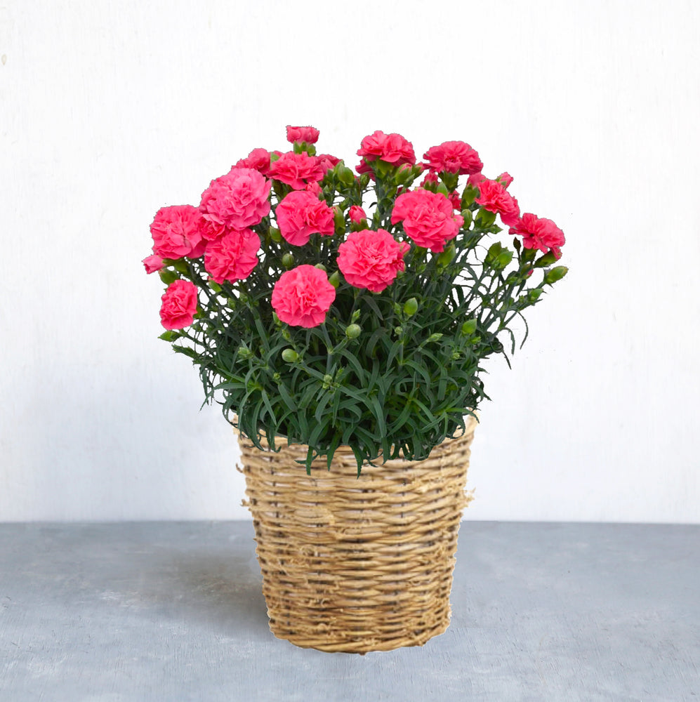【5/7(火)〜5/12(日)お届け】Mother's gift flower 2024 -カーネーション ホットピンクの花鉢-