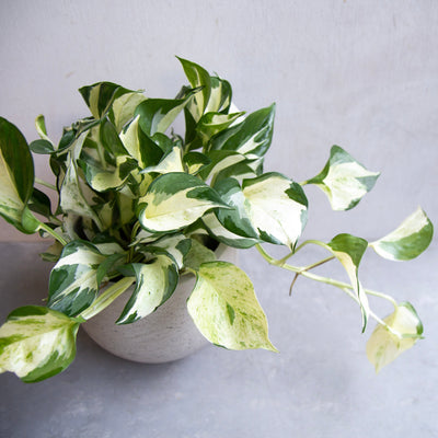 ポトス・ステータス / Epipremnum aureum 'Status'