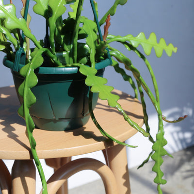 フィッシュボーン・カクタス / Selenicereus anthonyanus