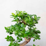 ガジュマルL / Ficus malacocarpa - LIFFT