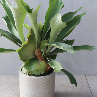 ビカクシダ・ネザーランドM / Platycerium bifurcatum 'Netherlands'