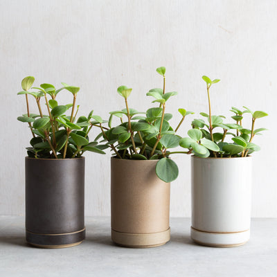 ペペロミア・ホープ / Peperomia obtusifolia 'Hope'
