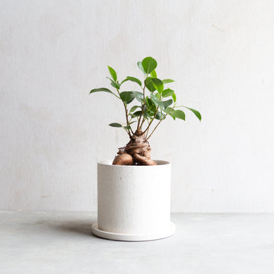 ガジュマルS / Ficus malacocarpa