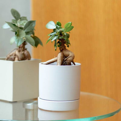 ガジュマルS / Ficus malacocarpa