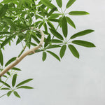 シェフレラ・アンガスティフォリア / Schefflera angustifolia - LIFFT