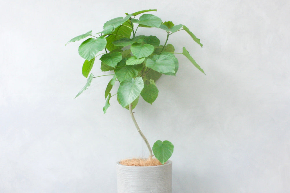 グリーンアドバイザー監修】フィカス・ウンベラータの育て方｜ハートの