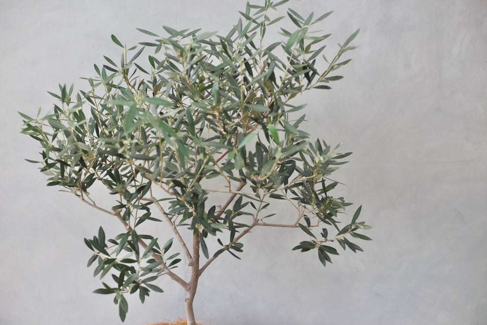 グリーンアドバイザー監修】オリーブの木の育て方｜枯らさない手入れの