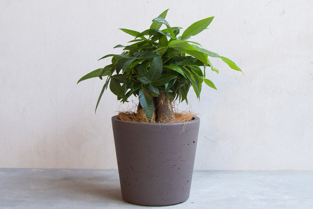 【剪定してます画像準備中】パキラ 観葉植物 デザイン鉢付き　塊根植物 フローリスト監修】パキラの育て方完全ガイド｜剪定・植え替え・挿し木