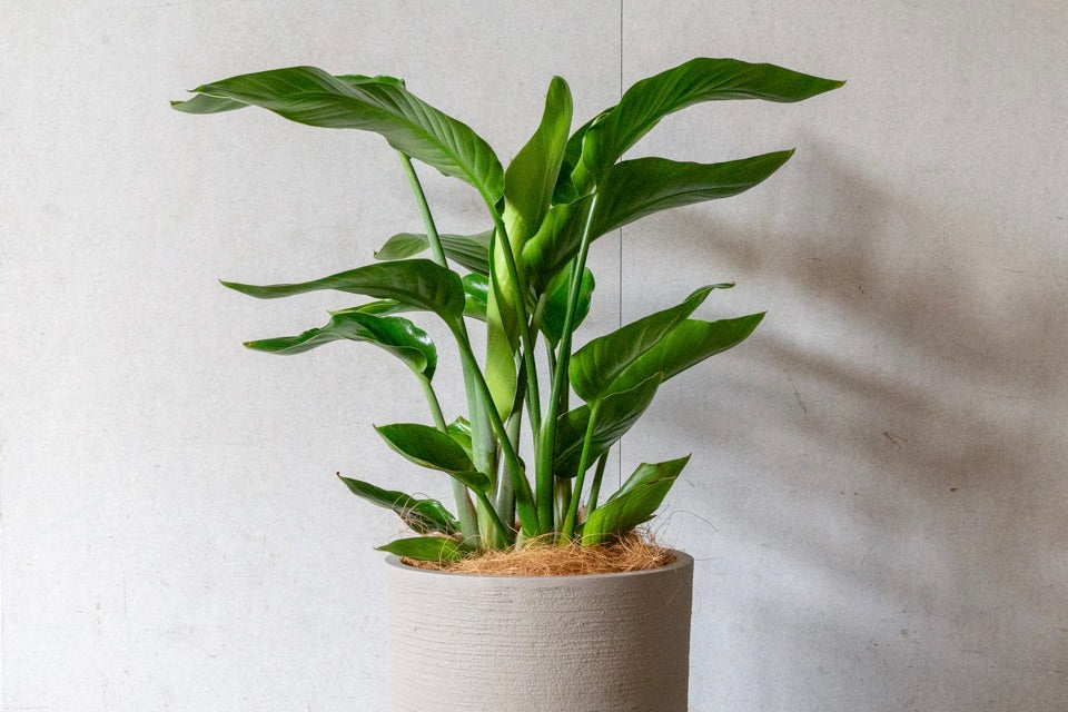 グリーンアドバイザー監修】ストレリチアの育て方｜花を咲かせるコツと