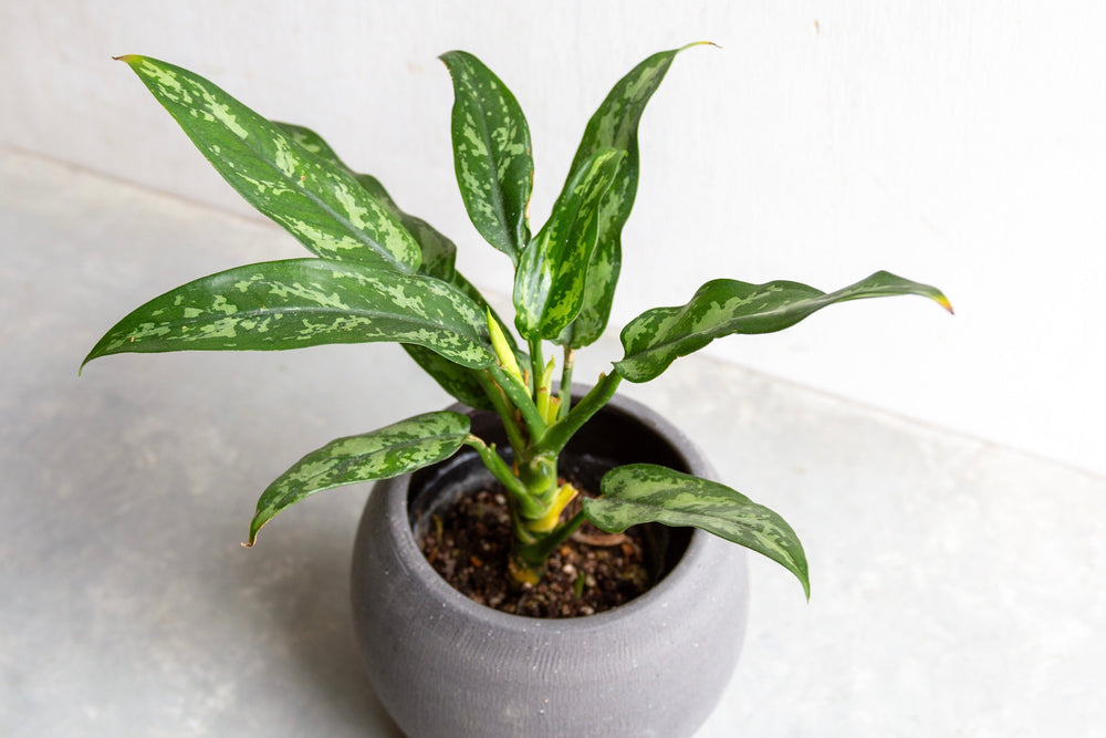 グリーンアドバイザー監修】アグラオネマの育て方｜室内でも鮮やかな斑