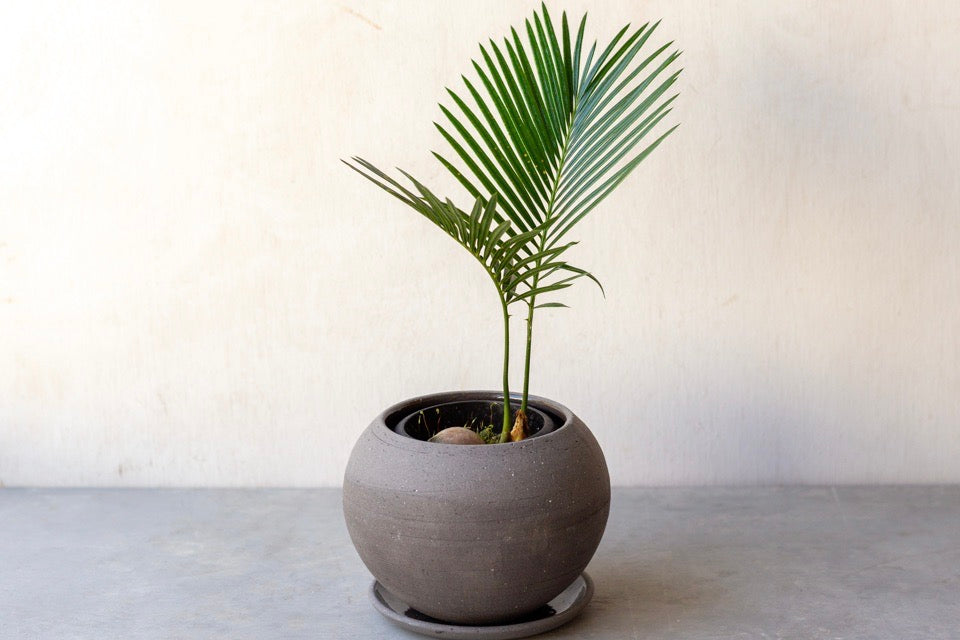 グリーンアドバイザー監修】ソテツの育て方ガイド｜枯らさないコツから