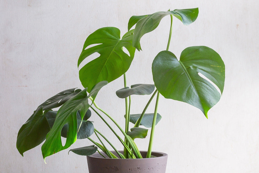 フローリスト監修】モンステラの育て方完全ガイド｜置き場所・水やり