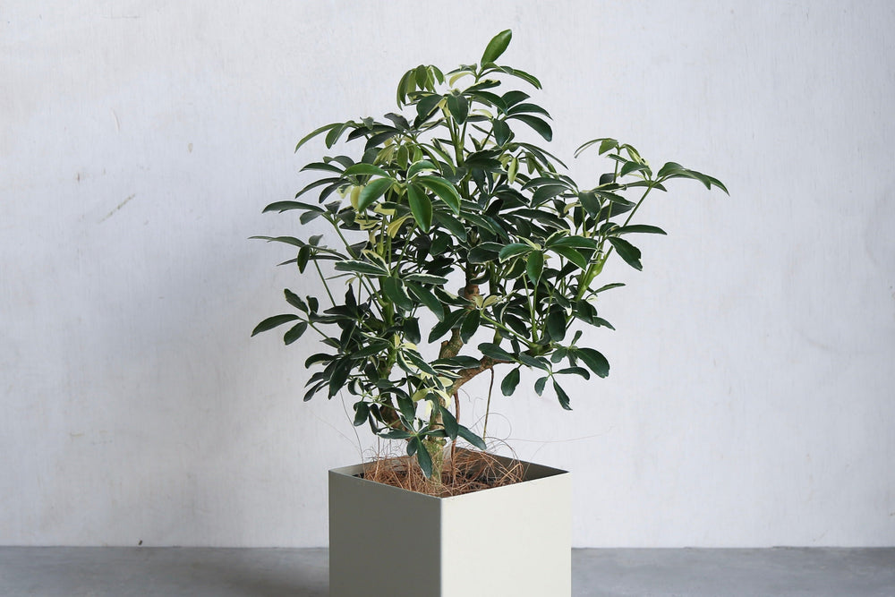 6_fc61b556-02bb-4cbd-b072-