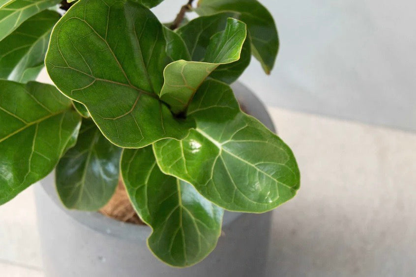 グリーンアドバイザー監修】カシワバゴムノキ（フィカス・リラータ）の