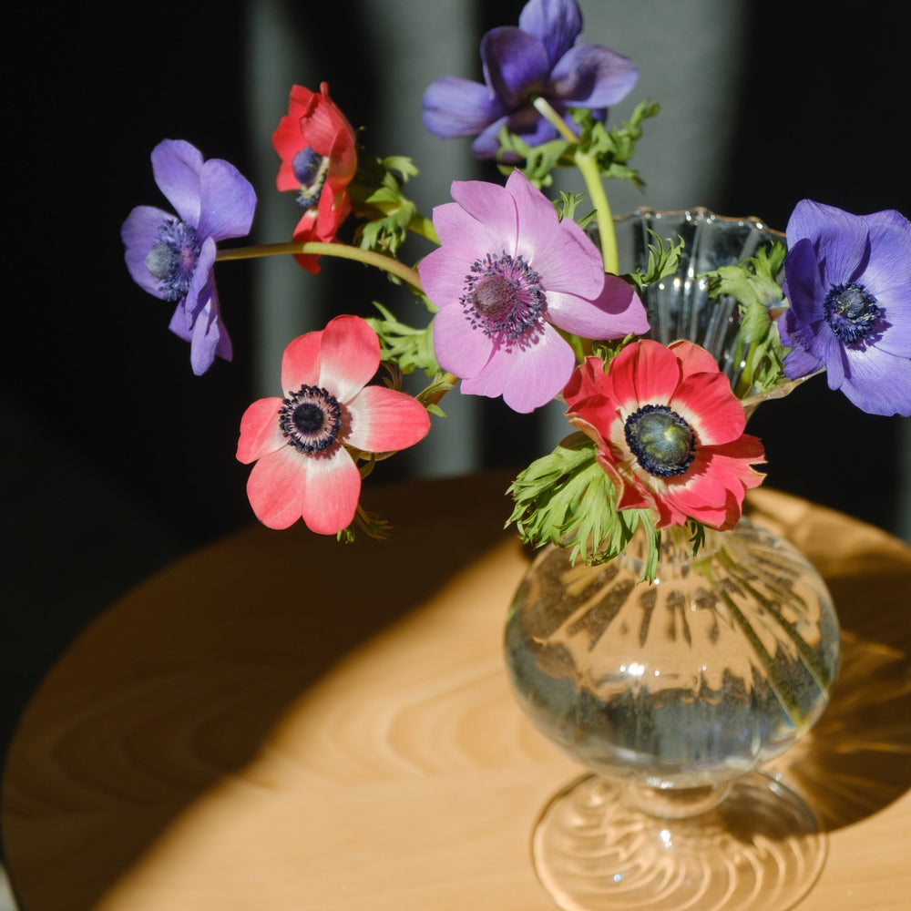 アネモネ特集】春を呼ぶ「風の花」アネモネ｜神話に彩られた花言葉と