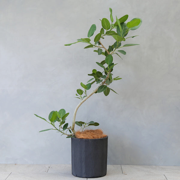 植物図鑑】フィカス・ベンガレンシス｜LIFFT