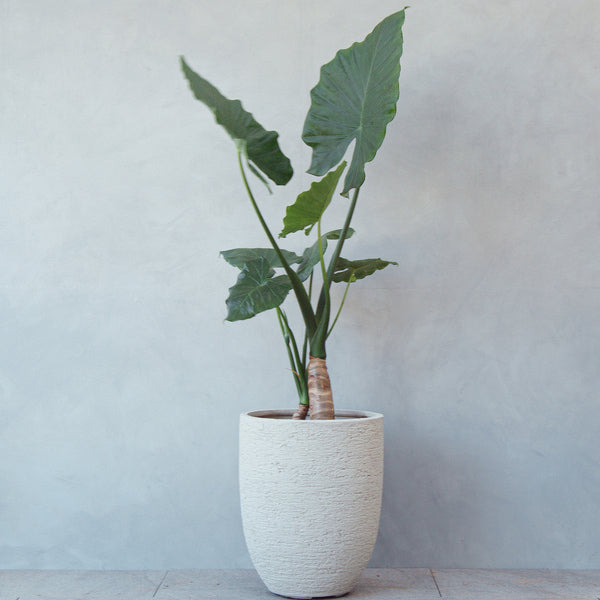 植物図鑑】クワズイモ｜LIFFT