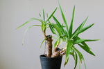 ユッカ 　根＆新芽付き ユッカ 根＆新芽付き ユッカ 根＆新芽付き ユッカ 根＆新芽付き 観葉