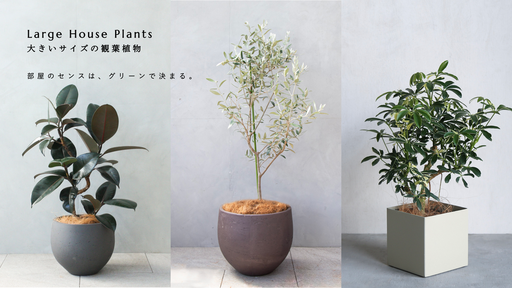 大きいサイズの観葉植物