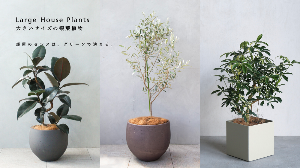 大きいサイズの観葉植物|おしゃれな観葉植物の通販LIFFT 大きいサイズの観葉植物|おしゃれな観葉植物の通販LIFFT