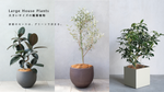 大きいサイズの観葉植物