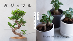 ガジュマル