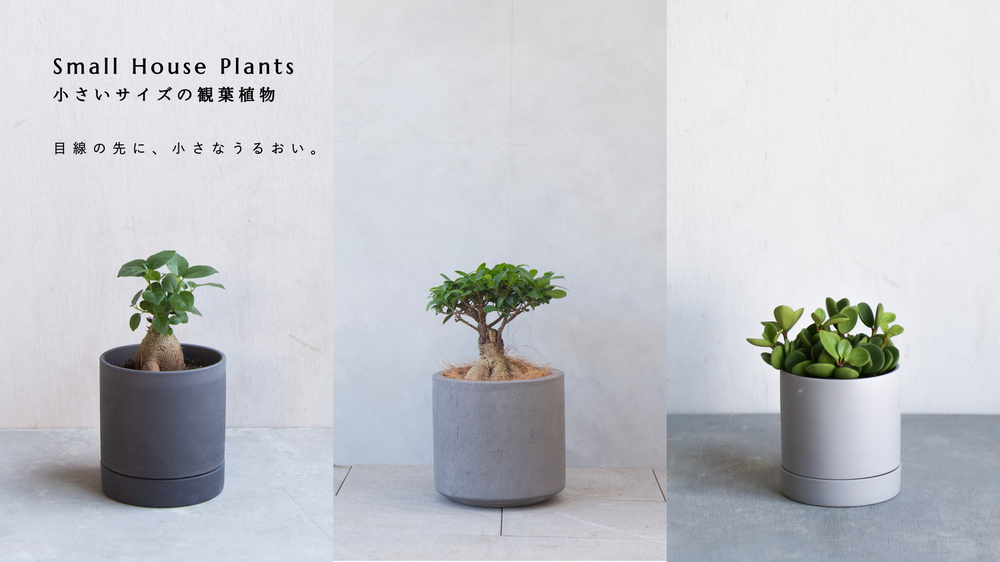 小さいサイズ・ミニ観葉植物