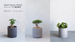 小さいサイズ・ミニ観葉植物