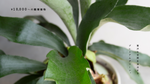 10,000円の観葉植物