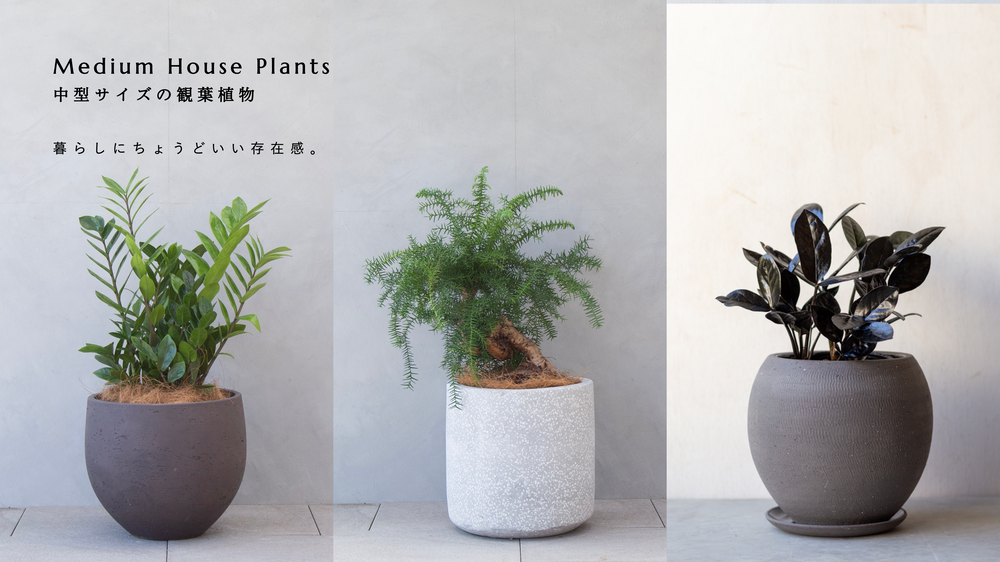 中型の観葉植物｜おしゃれな観葉植物とお花の通販LIFFT