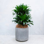 ドラセナ・ジャネットクレイガイコンパクタ / Dracaena  'Janet Craig Compacta'