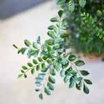 シマトネリコ/Fraxinus griffithii