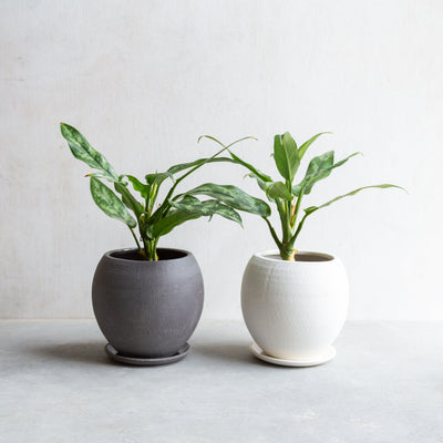 アグラオネマ / Aglaonema ’Maria’　
