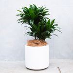ドラセナ・ジャネットクレイガイコンパクタ / Dracaena  'Janet Craig Compacta'