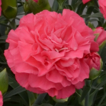 【5/12(日)お届け】母の日 花ギフト 2024 -カーネーション ホットピンクの花鉢-