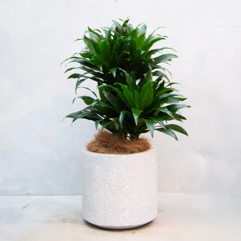 ドラセナ・ジャネットクレイガイコンパクタ / Dracaena  'Janet Craig Compacta'