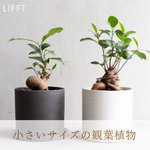 小さいサイズ・ミニ観葉植物