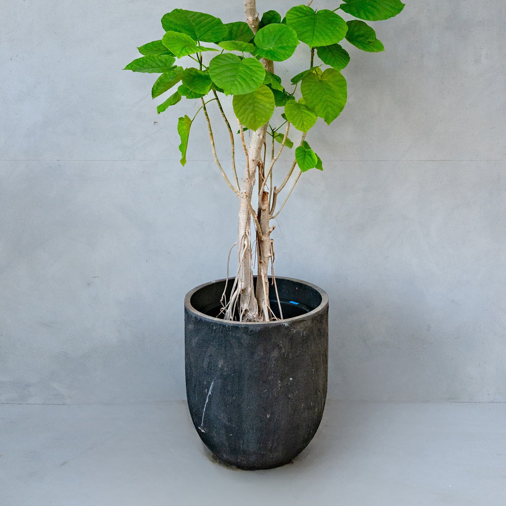 フィカス・ウンベラータ / Ficus Umbellata 【1点もの】※1都3県限定