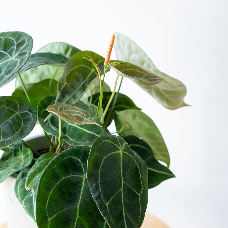 アンスリウム・フォルゲッティ/Anthurium ’forgetii’