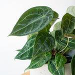 アンスリウム・フォルゲッティ/Anthurium ’forgetii’