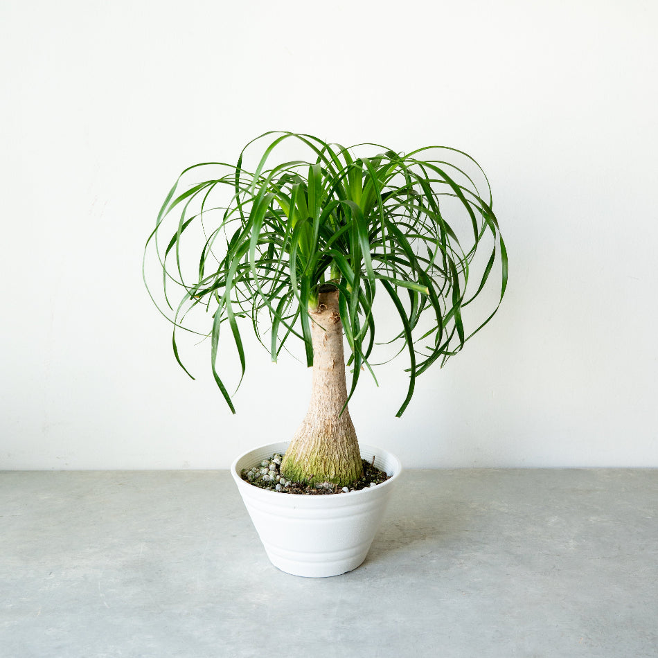 トックリラン・ノリナ / Beaucarnea recurvata – LIFFT