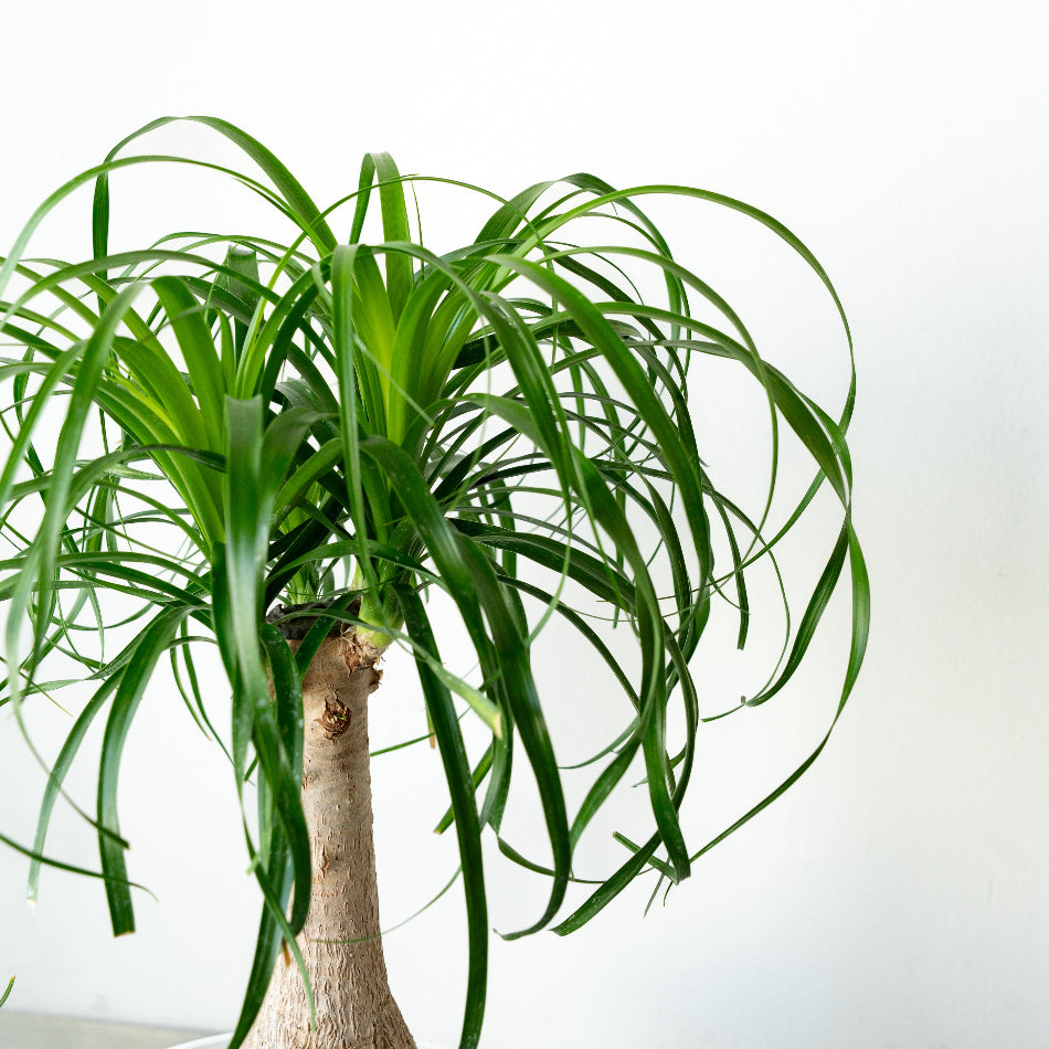 トックリラン ボーカルネア レクルバータ（Beaucarnea recurvata）ノリナ／ポニーテール 楽天市場】ノリナ トックリラン （ポニーテール） 3.5号ポット苗