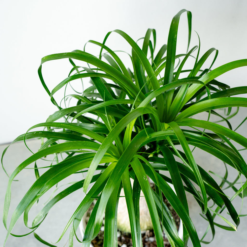 トックリラン ボーカルネア レクルバータ（Beaucarnea recurvata）ノリナ／ポニーテール トックリラン・ノリナ / Beaucarnea recurvata – LIFFT