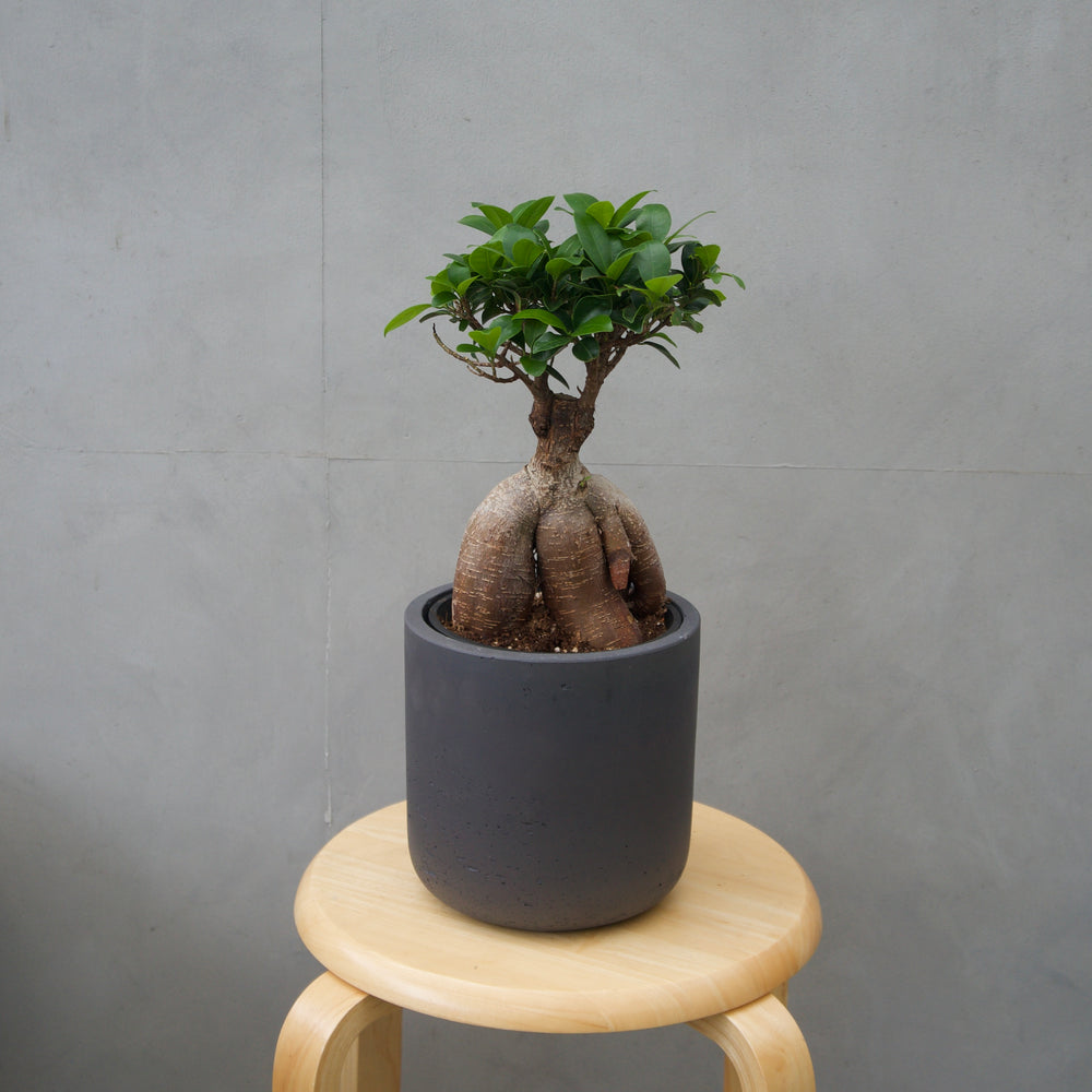 ガジュマルM / Ficus malacocarpa