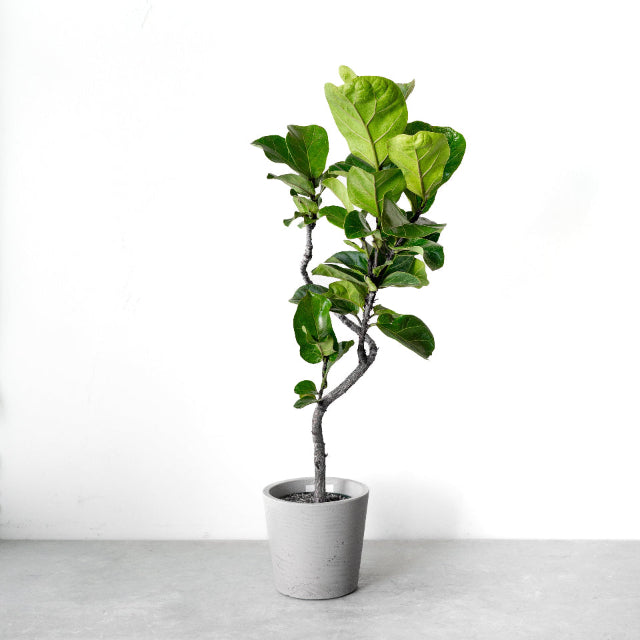 フィカス・リラータ・バンビーノ カシワバゴム 曲がり / Ficus lyrata