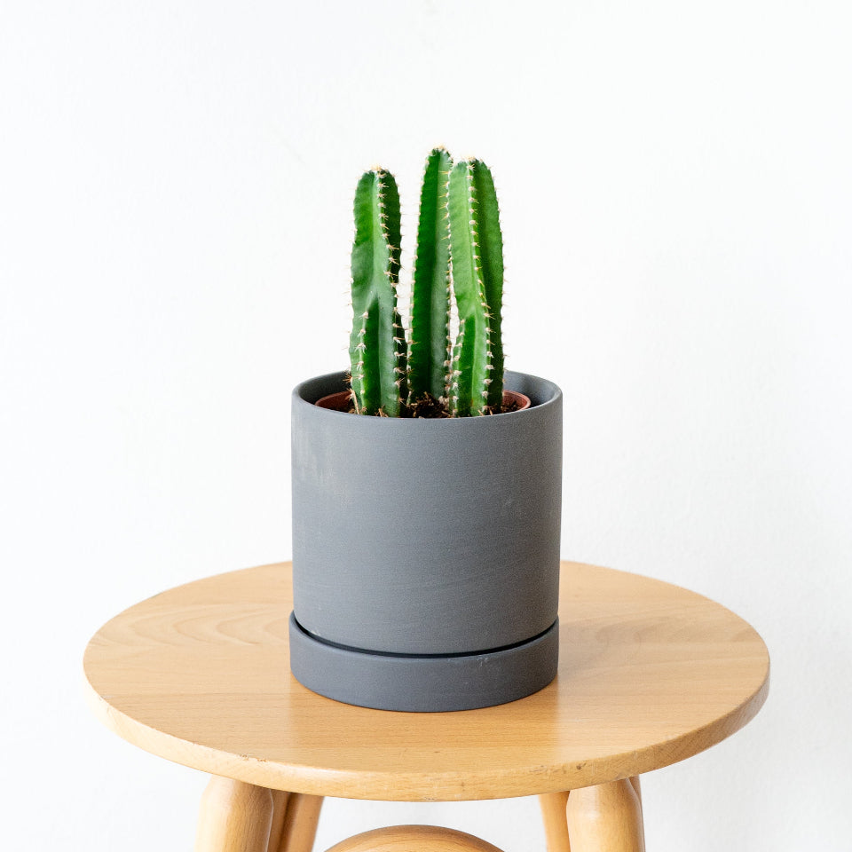 LIFFT_柱サボテン3本立ち_リアS