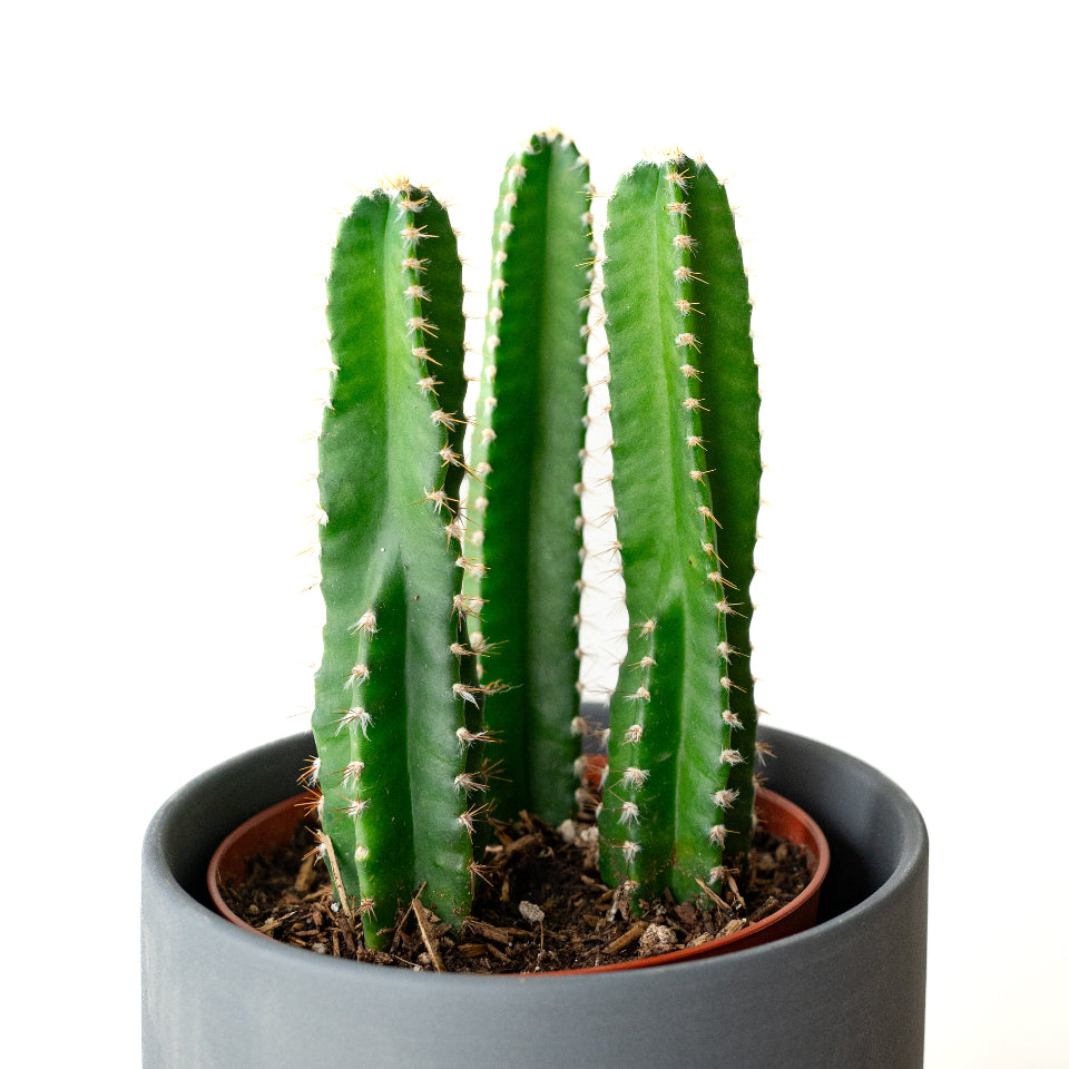 LIFFT_柱サボテン3本立ち_リアS