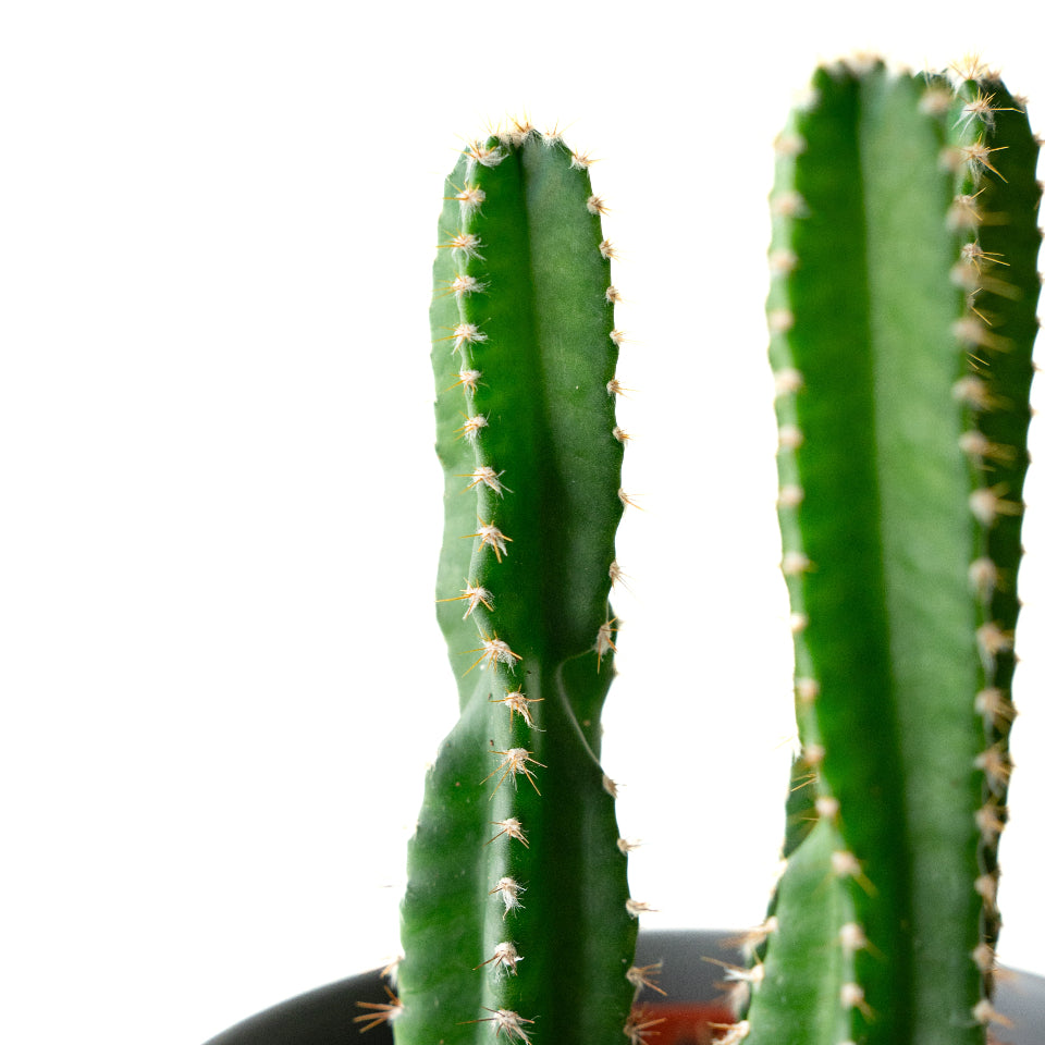 LIFFT_柱サボテン3本立ち_リアS